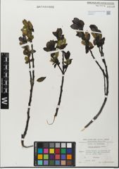 Foto von Salix glabra Scop.